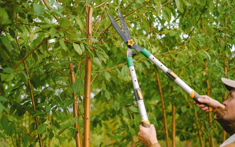 Tree trimming in Pinecliffe, CO